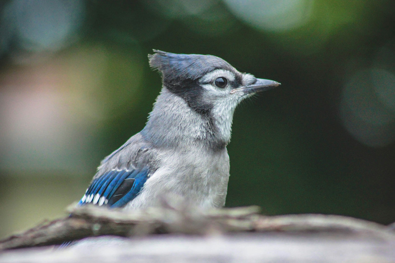 generic-bluejay-cobourg